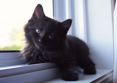 Kitten on the Windowsill 
