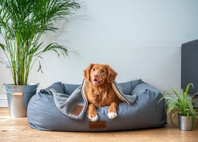 Dog Sitting On The Sofa