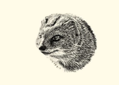 Mongoose portrait