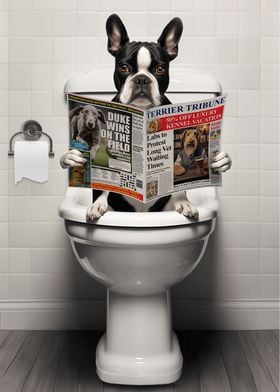 Boston Terrier on Toilet