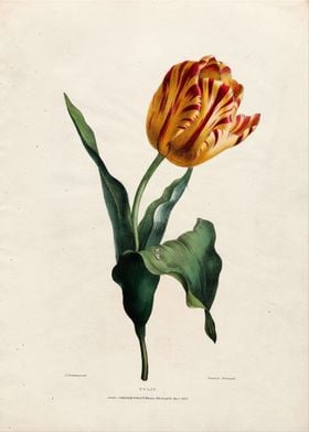 Vintage Tulip Painting