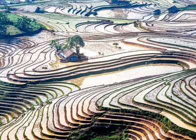 Watered rice terraces