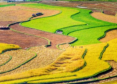 Ripen rice mountain fields