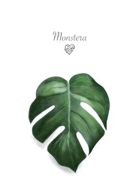 Tropical Monstera Natural