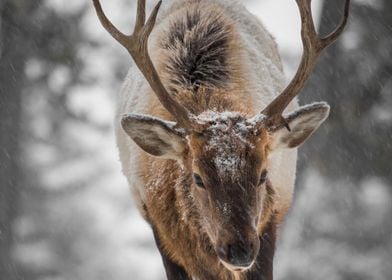 Reindeer