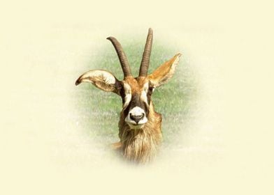Roan antelope portrait