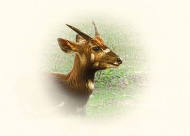 Sitatunga antelope