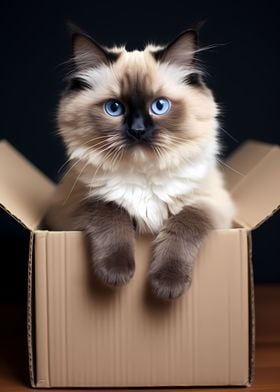 Ragdoll Cat in Carton Box