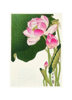 Blooming Lotus Flowers