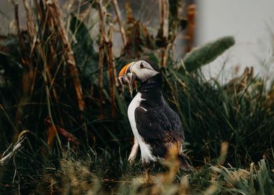 Atlantic Puffin