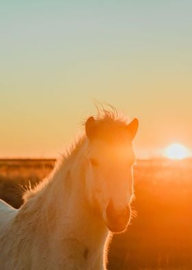 Icelandic horse at sunset