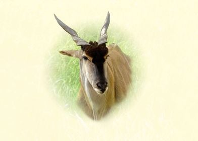 Eland antelope portrait