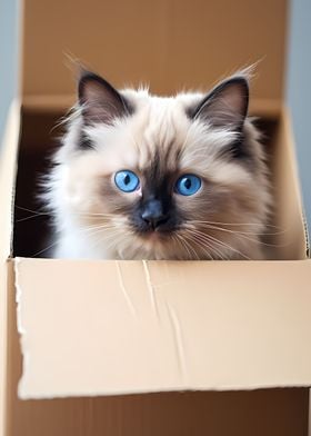 Ragdoll Cat in Carton Box