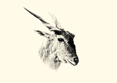 Eland antelope portrait