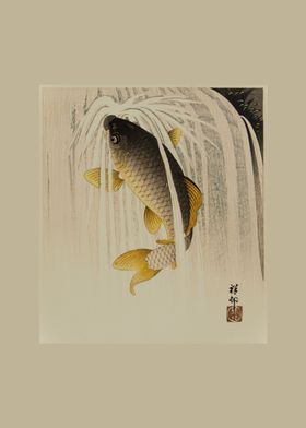 Carp Swimming Upstream