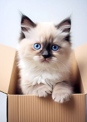 Ragdoll Cat in Carton Box