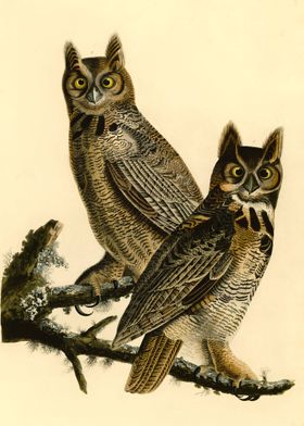 Vintage Great Horned Owl 