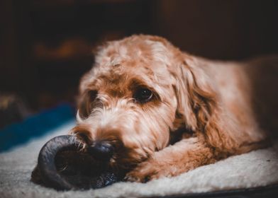  Playful Pup 