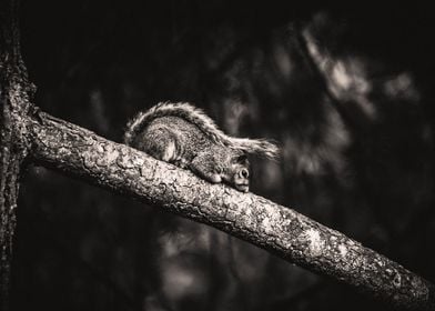 Night Watch squirrel