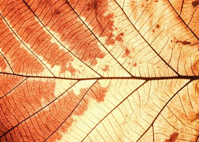 Structures in a leaf