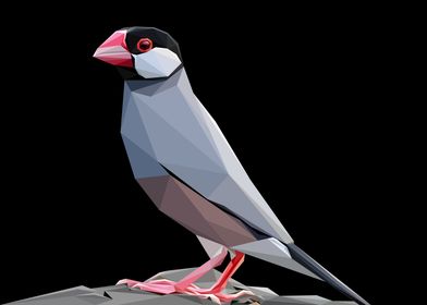 Abstract Java Sparrow