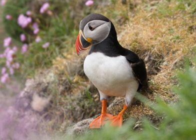 Puffin on the rocks