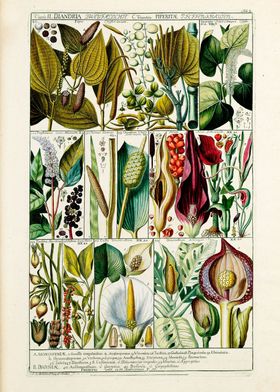 Vintage Pepper Plants