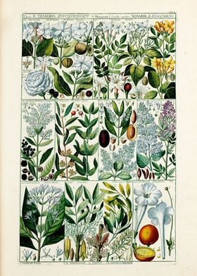 Vintage Diandria Plants