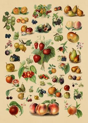 Vintage Fruits