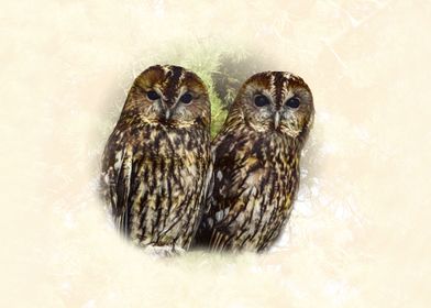 Tawny owls