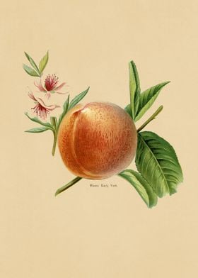 Vintage Fruits