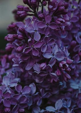 Lilac Flowers in Bloom