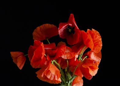 Poppies bouquet red black