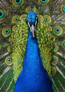 Peafowl