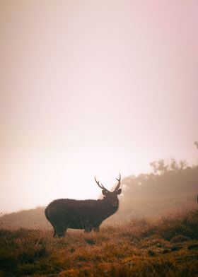 elk 