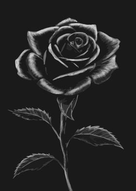 Nightfall Blossom Rose