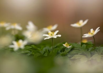 Spring flowers Anemone