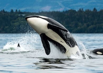 Orca Whale Jump Out Water