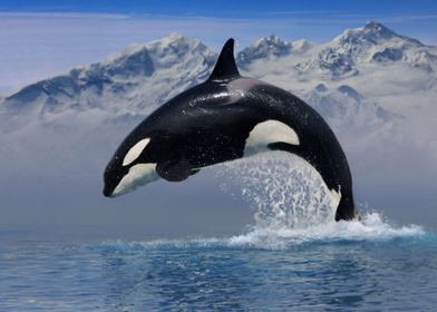 Orca Whale Jump Out Water