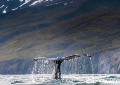 Majestic Orca Whale Tail