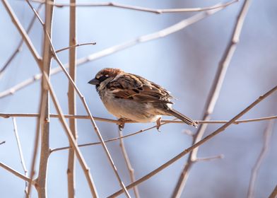 Side view of house sparrow