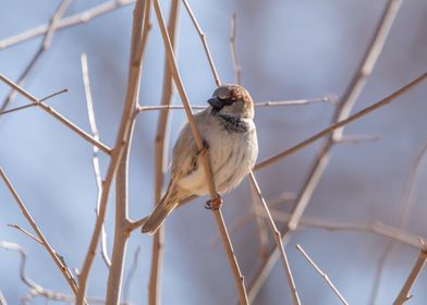 Male house sparrow 
