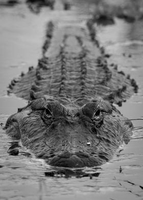 Alligator Close Up Photo