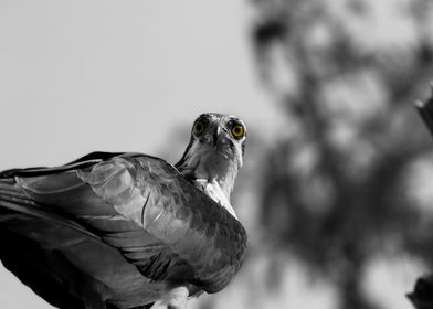 Osprey Bird Photography