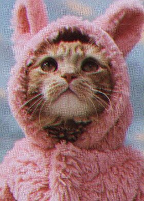 Cat Pink Suit