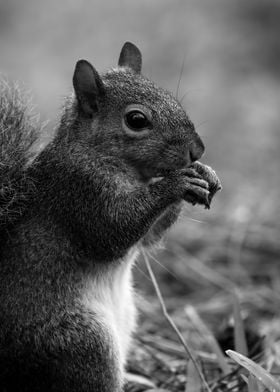 Cute Squirrel Portrait