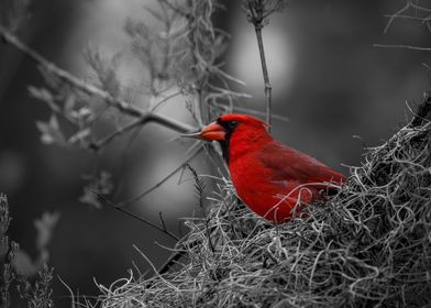 Red Cardinal Bird Photo