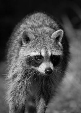 Raccoon Portrait Photo