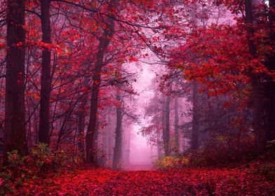 Enchanting Autumn Forest