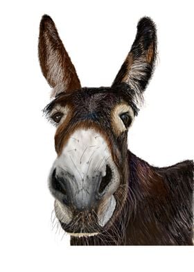 Proud Donkey